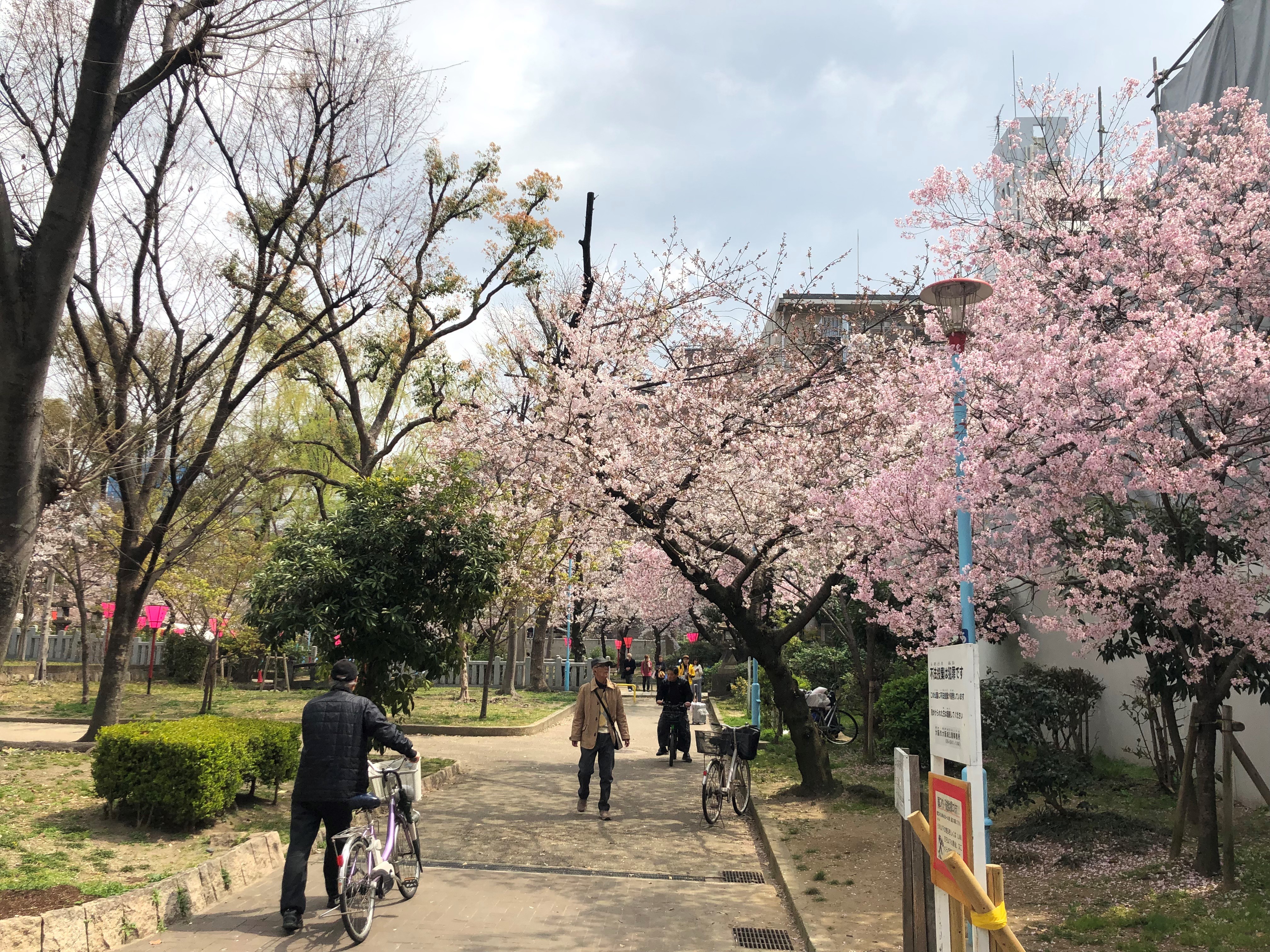 高津公園桜